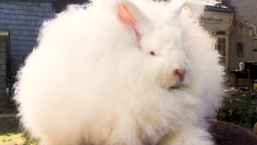 Angora Wool