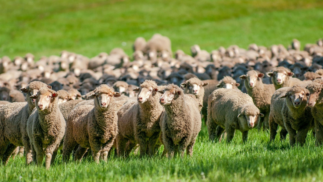 Merino Wool