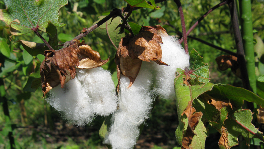 Muslin