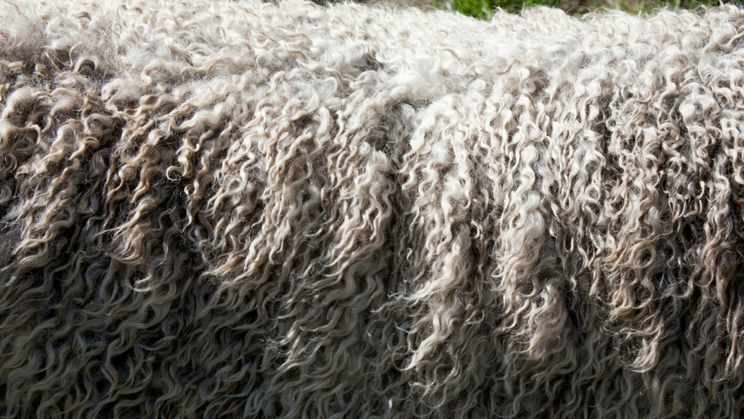 Raffal Wool