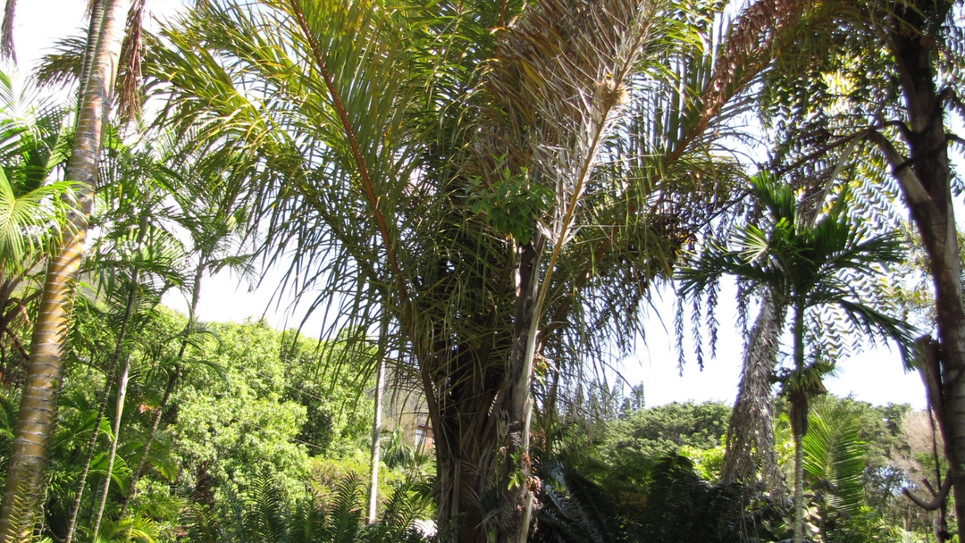 Raffia Palm Fibre