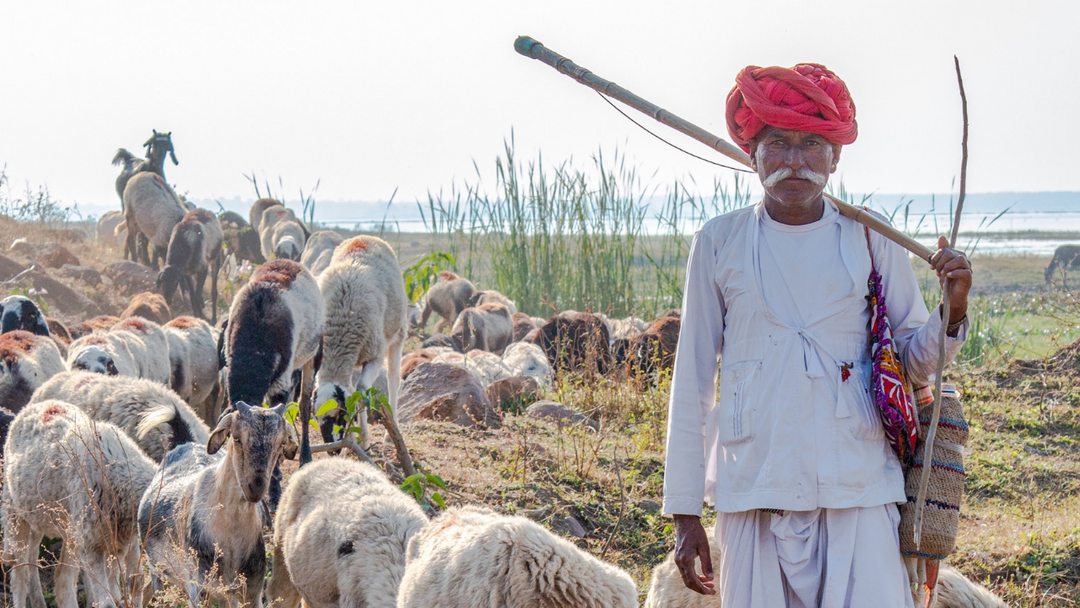 Sheep Wool in India