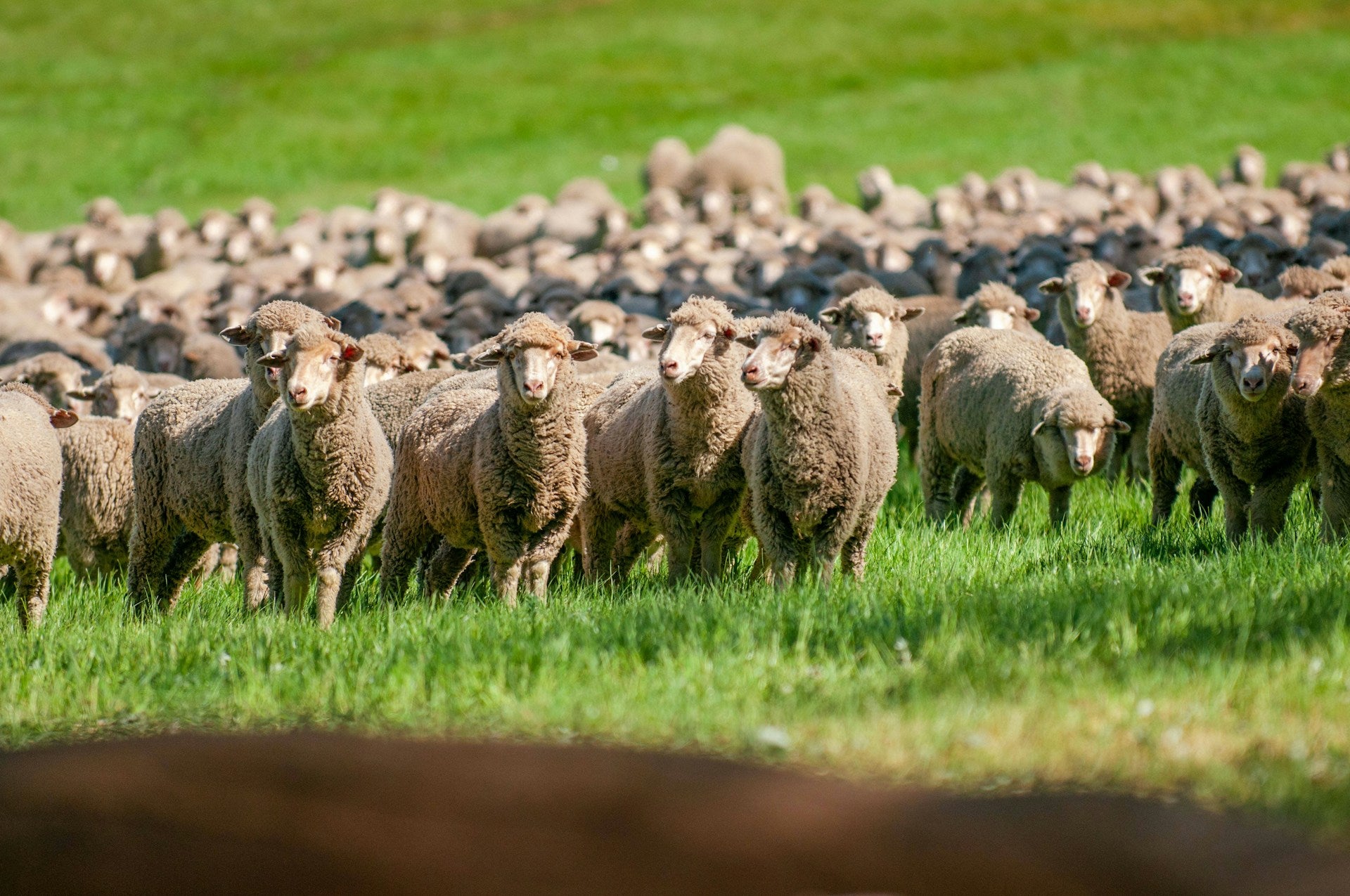 Flock of Merino sheep in Australia